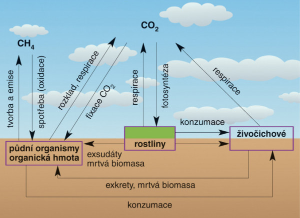 ziva-puda-9-cyklus-uhliku-a-pudni-organicka-hmota-2.jpg