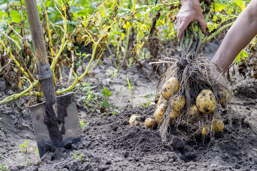 Vybratie skorej odrody zemiakov z pôdy s vynikajúcim koreňovým systémom(2).jpg