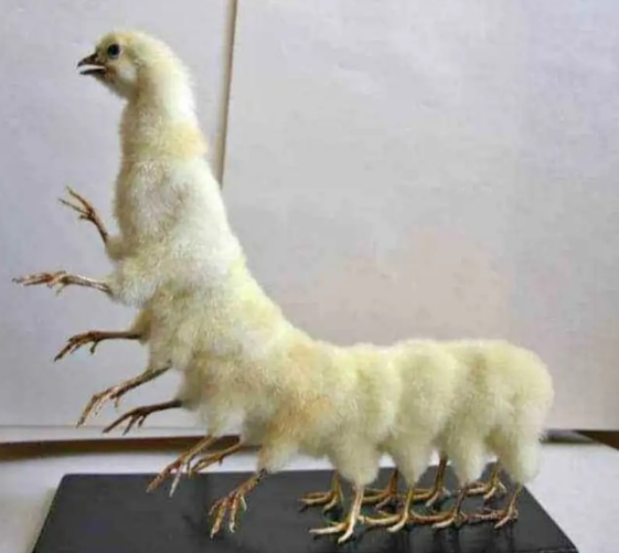 Angorské kuře - mutace.jpg